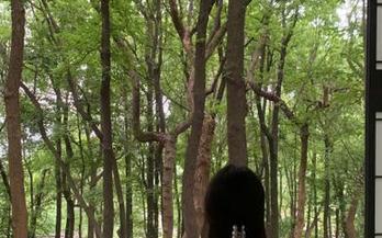 吃瓜这么简单？在线教你一键下载安装51吃瓜！